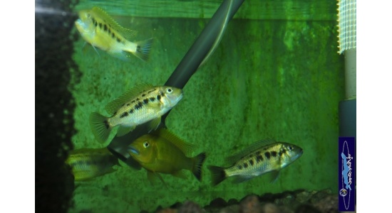 Pseudotropheus sp.williamsi north Makonde 7 Cichlides Africains du lac Malawi Mbuna herbivore 35ème Méridien Vosges