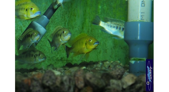 Pseudotropheus sp.williamsi north Makonde 8 Cichlides Africains du lac Malawi Mbuna herbivore 35ème Méridien Vosges