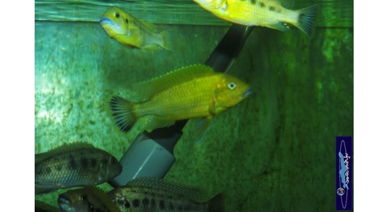 Pseudotropheus sp.williamsi north Makonde 9 Cichlides Africains du lac Malawi Mbuna herbivore 35ème Méridien Vosges