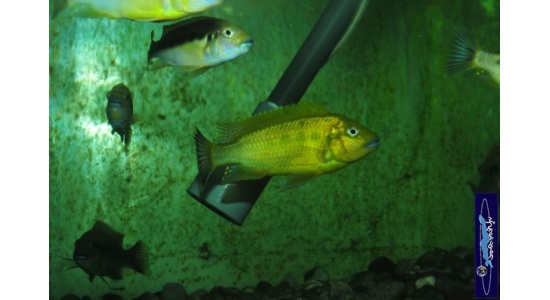 Pseudotropheus sp.williamsi north Makonde 10 Cichlides Africains du lac Malawi Mbuna herbivore 35ème Méridien Vosges