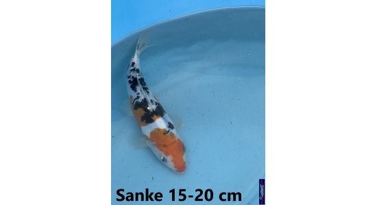 Koï Japon Sanke 15-20 cm Tosaî Elevage France - Vosges