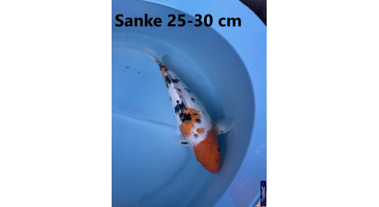Koï Japon Sanke 25-30 cm Elevage France - Vosges 