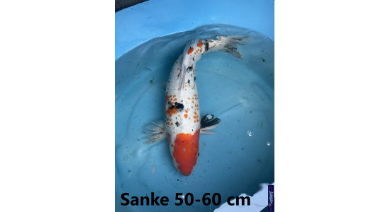 Koï Japon Sanke 50-60 cm Elevage France - Vosges 