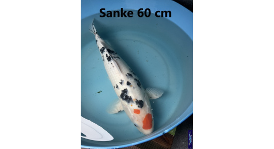 Koï Japon Sanke 60 cm  Elevage France - Vosges