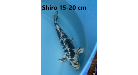 Koï Japon Shiro 15-20 cm Tosaî Elevage France - Vosges