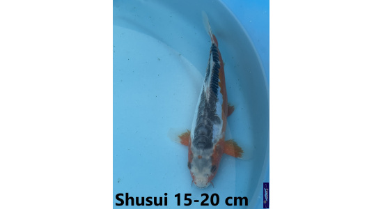 Koï Japon Shusui 15-20 cm Tosaî Elevage France - Vosges