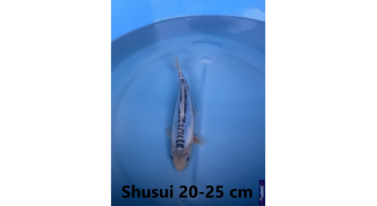 Koï Japon Shusui 20-25 cm Elevage France - Vosges
