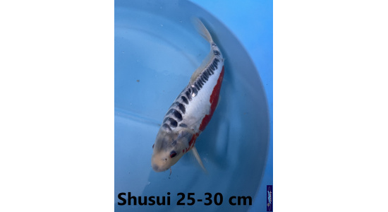 Koï Japon Shusui 25-30 cm Elevage France - Vosges 