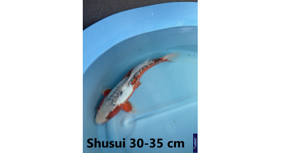 Koï Japon Shusui 30-35 cm Elevage France - Vosges 