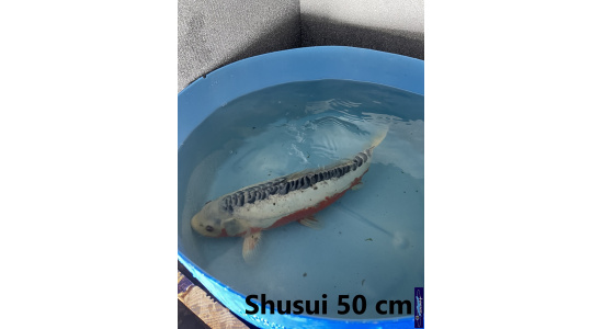 Koï Japon Shusui 50 cm  Elevage France - Vosges 3