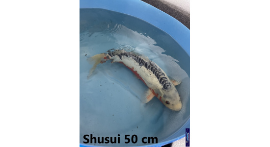 Koï Japon Shusui 50 cm  Elevage France - Vosges 1