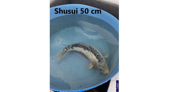 Koï Japon Shusui 50 cm  Elevage France - Vosges 2