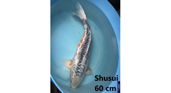 Koï Japon Shusui 60 cm  Elevage France - Vosges