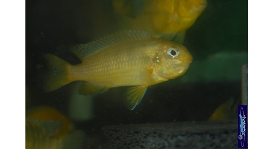 Tropheops macrophtalmus Minos reef 2 Cichlides Africains du lac Malawi Mbuna herbivore 35ème Méridien Vosges