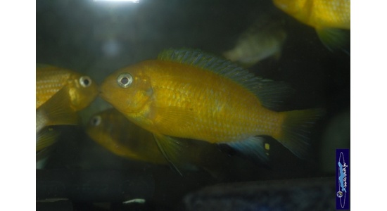 Tropheops macrophtalmus Minos reef 1 Cichlides Africains du lac Malawi Mbuna herbivore 35ème Méridien Vosges