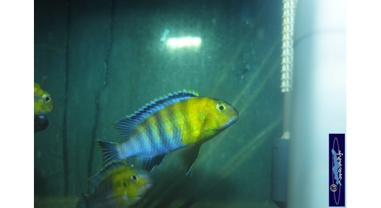 Tropheops sp.red cheek Chizumulu 1 Cichlides Africains du lac Malawi herbivore 35ème Méridien