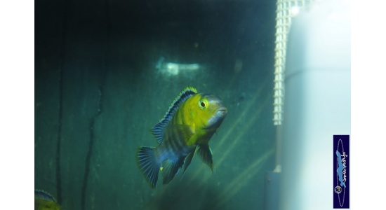 Tropheops sp.red cheek Chizumulu 2 Cichlides Africains du lac Malawi herbivore 35ème Méridien