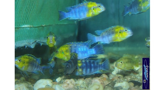 Tropheops sp.red cheek Chizumulu 3 Cichlides Africains du lac Malawi herbivore 35ème Méridien