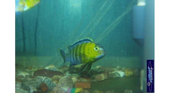 Tropheops sp.red cheek Chizumulu 4 Cichlides Africains du lac Malawi herbivore 35ème Méridien