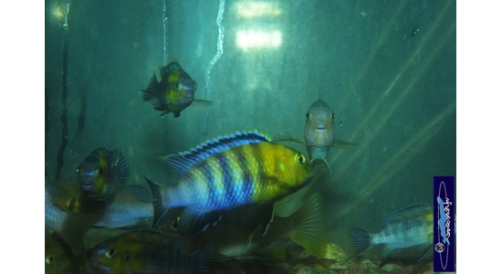 Tropheops sp.red cheek Chizumulu 5 Cichlides Africains du lac Malawi herbivore 35ème Méridien