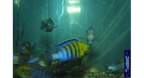 Tropheops sp.red cheek Chizumulu 6 Cichlides Africains du lac Malawi herbivore 35ème Méridien