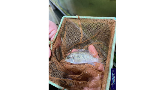 Tropheops sp.red cheek Makokola reef 2 Cichlides Africains du lac Malawi herbivore 35ème Méridien