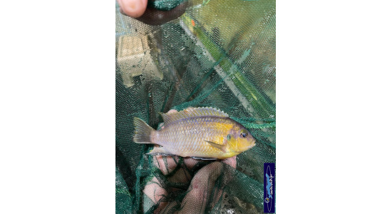 Tropheops sp.red cheek Makokola reef 1 Cichlides Africains du lac Malawi herbivore 35ème Méridien