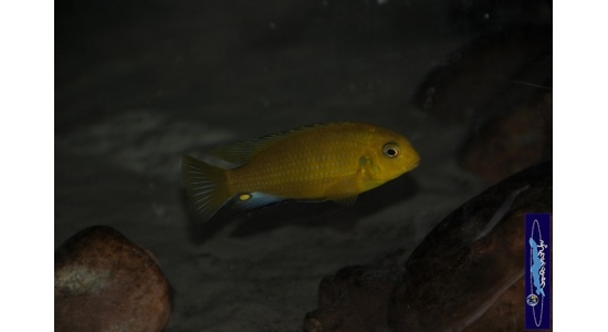 Tropheops macrophtalmus Minos reef 10 Cichlides Africains du lac Malawi Mbuna herbivore 35ème Méridien Vosges