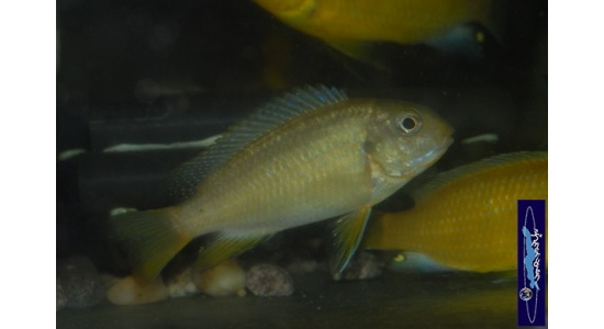 Tropheops macrophtalmus Minos reef 3 Cichlides Africains du lac Malawi Mbuna herbivore 35ème Méridien Vosges