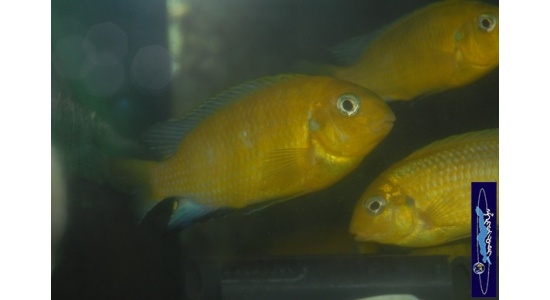 Tropheops macrophtalmus Minos reef 4 Cichlides Africains du lac Malawi Mbuna herbivore 35ème Méridien Vosges