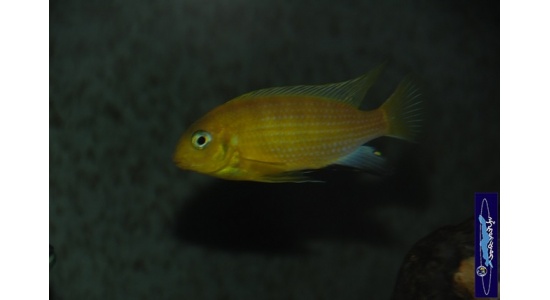 Tropheops macrophtalmus Minos reef 5 Cichlides Africains du lac Malawi Mbuna herbivore 35ème Méridien Vosges