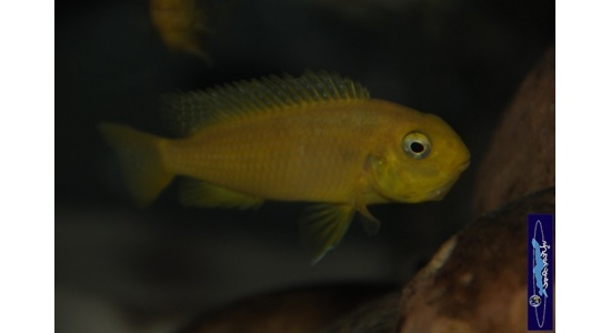 Tropheops macrophtalmus Minos reef 6 Cichlides Africains du lac Malawi Mbuna herbivore 35ème Méridien Vosges