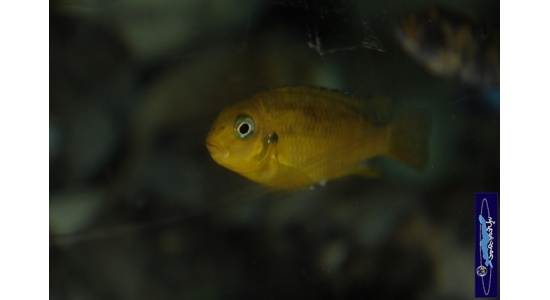 Tropheops macrophtalmus Minos reef 7 Cichlides Africains du lac Malawi Mbuna herbivore 35ème Méridien Vosges