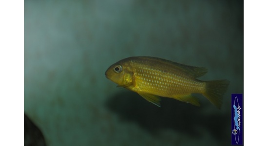 Tropheops macrophtalmus Minos reef 8 Cichlides Africains du lac Malawi Mbuna herbivore 35ème Méridien Vosges