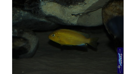 Tropheops macrophtalmus Minos reef 9 Cichlides Africains du lac Malawi Mbuna herbivore 35ème Méridien Vosges