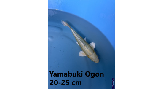 Koï Japon Yamabuki Ogon 20-25 cm Elevage France - Vosges