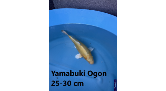 Koï Japon Yamabuki Ogon 25-30 cm Elevage France - Vosges 